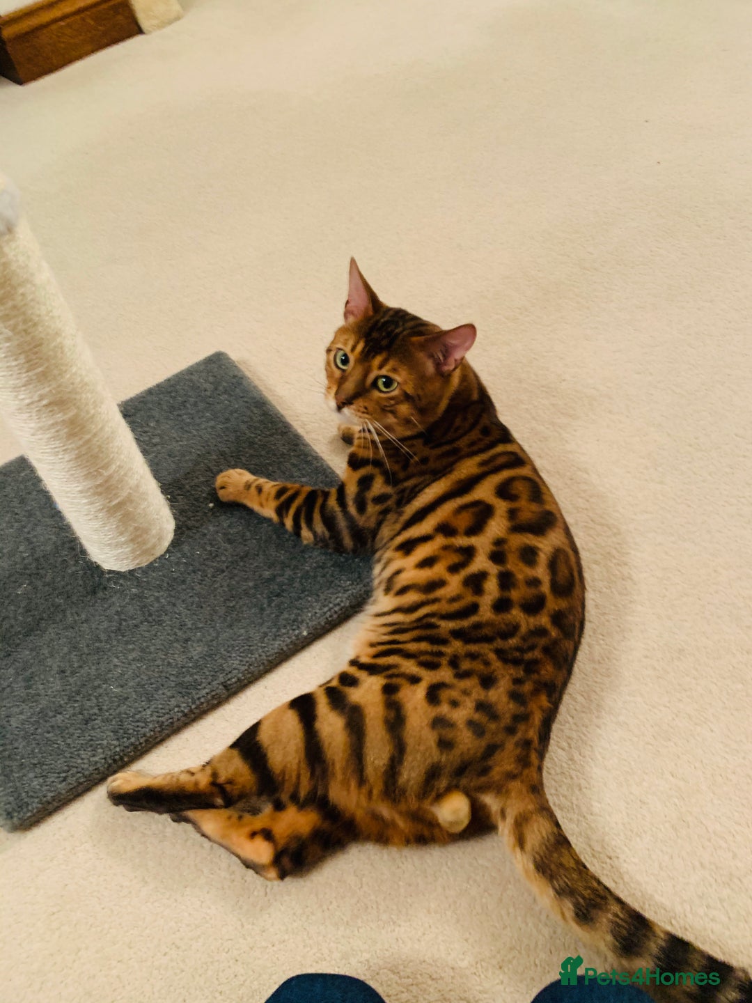 Bengal cats for sale: High Quality Rosetted Pure Breed Bengal in Chigwell - Image 9