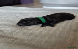 Labrador Retriever dogs for sale: Beautiful pedigree labrador puppies  - Image 9
