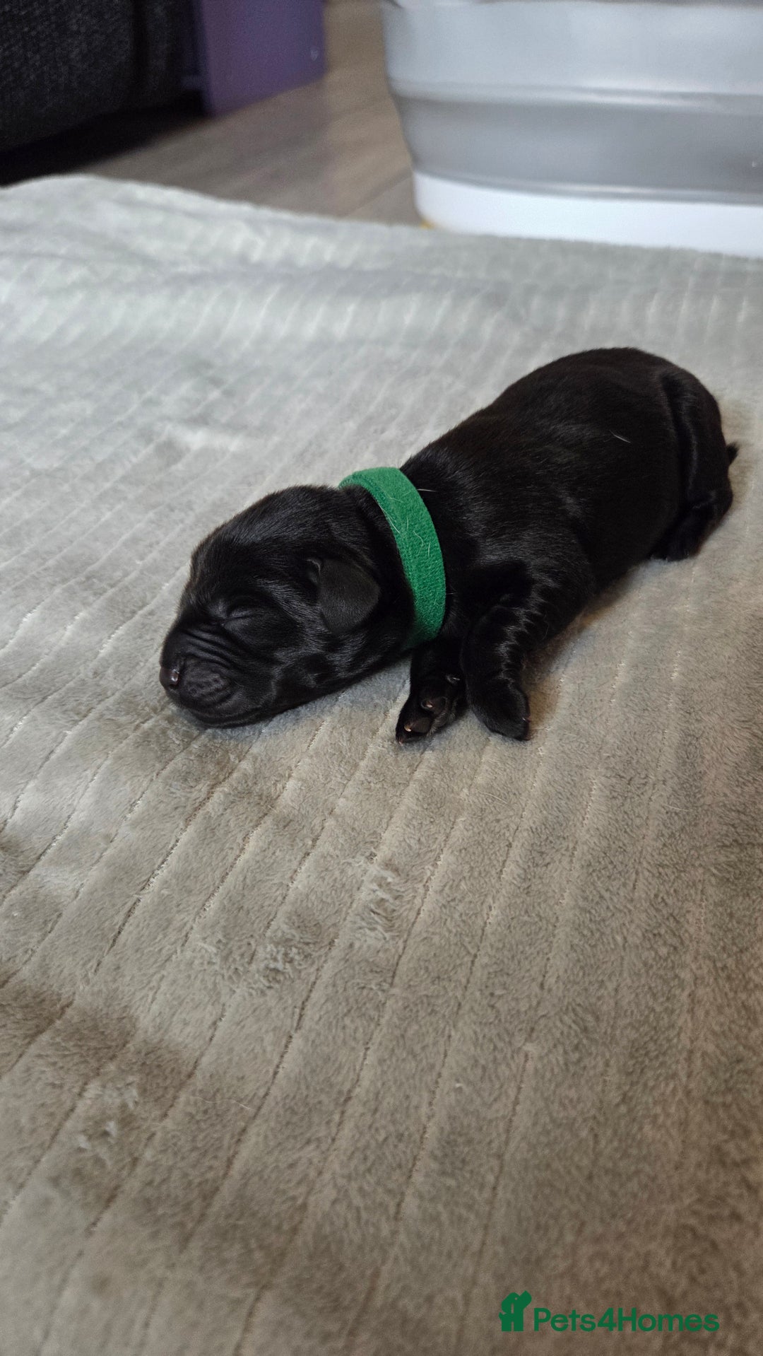 Labrador Retriever dogs for sale: Beautiful pedigree labrador puppies  - Image 9