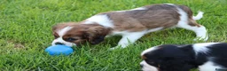Cavalier King Charles Spaniel dogs for sale: PUG x CAVALIER puppies for sale  - Advert 3