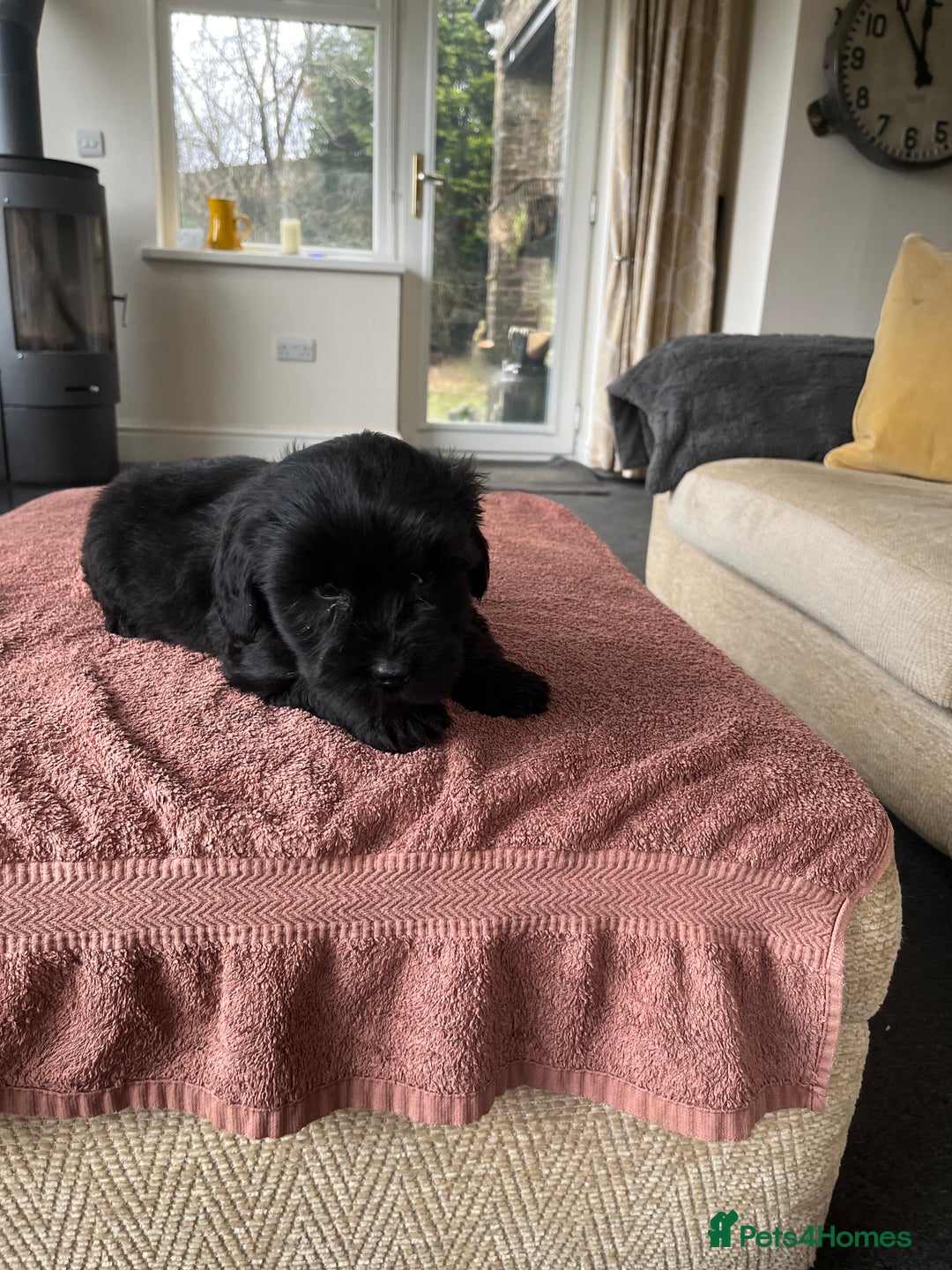 Labradoodle dogs for sale: Beautiful healthy Labradoodle Puppied - Advert 19