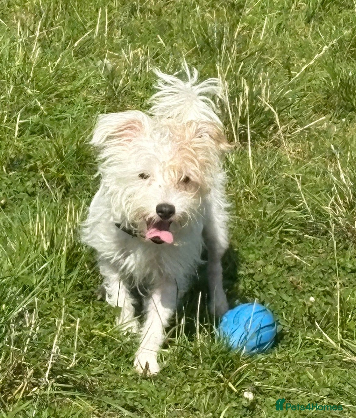 Jack Russell dogs Beautiful wire haired Jack Russell Puppies - Advert 2