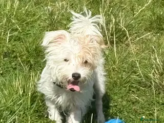 Jack Russell dogs Beautiful wire haired Jack Russell Puppies - Advert 1