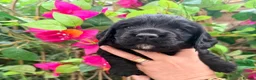 Cocker Spaniel dogs for sale: Fully health tested, KC Registered Cocker Spaniels in Chelmsford - Advert 9