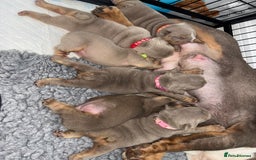 English Bulldog dogs for sale: Chunky English bulldog puppies!! - Image 24