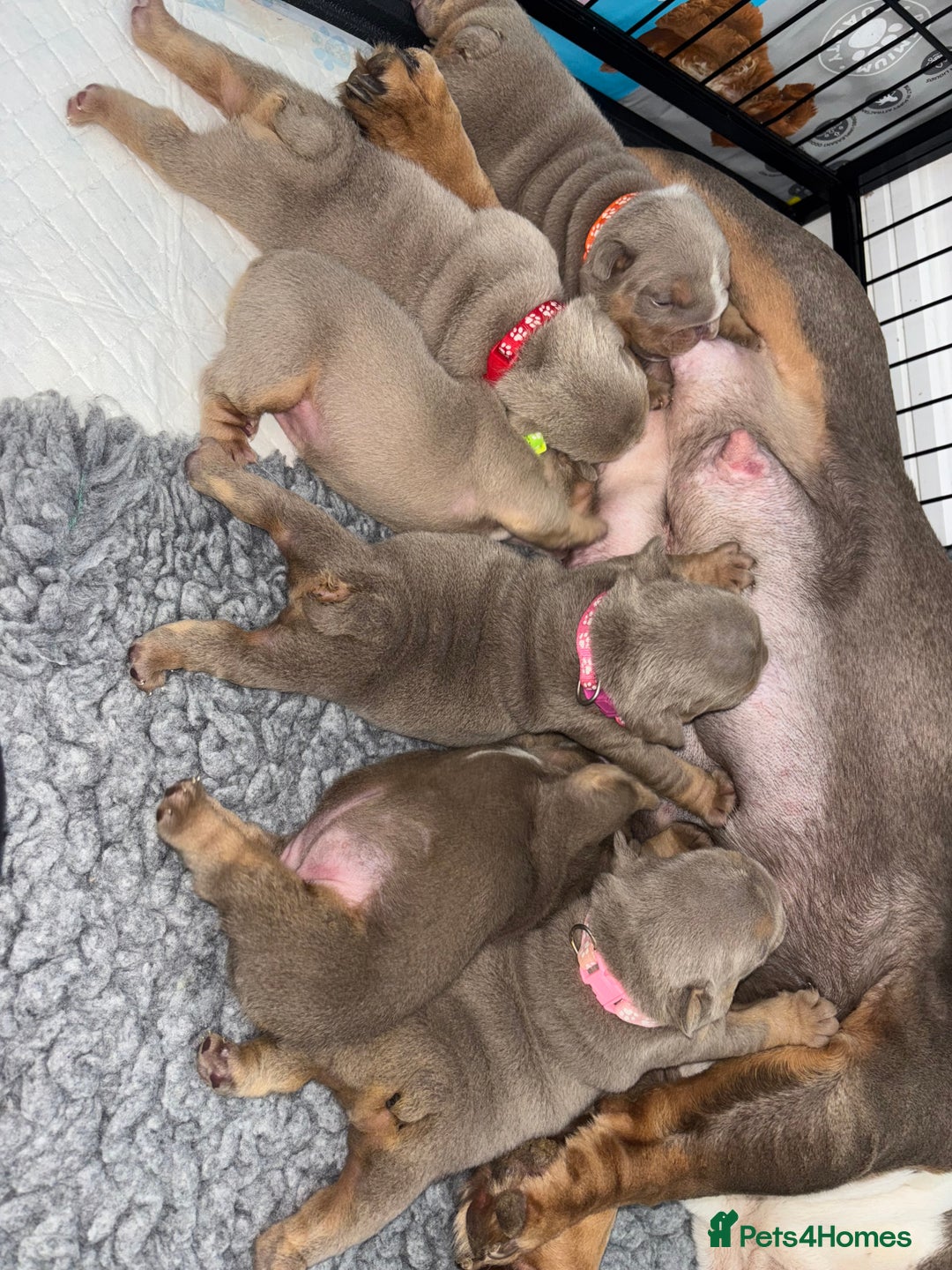 English Bulldog dogs for sale: Chunky English bulldog puppies!! - Image 24