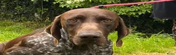 German Shorthaired Pointer dogs for adoption: Gorgeous GSP, Son in Matlock - Advert 1