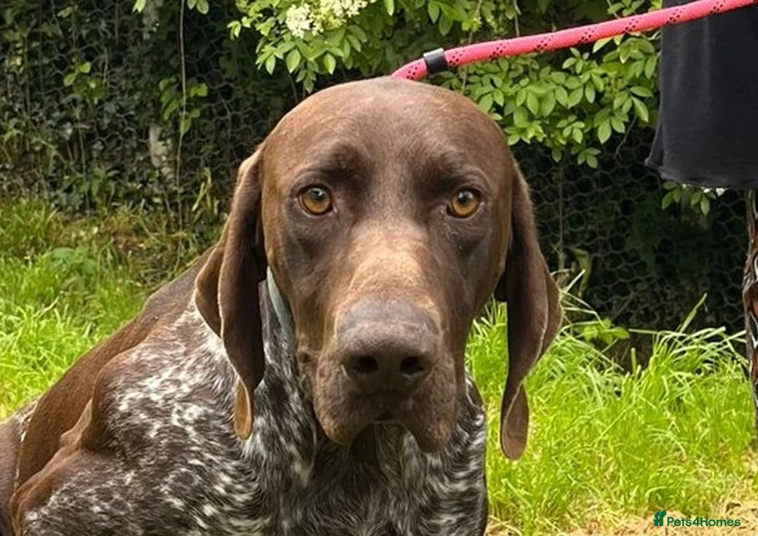 German Shorthaired Pointer dogs for adoption: Gorgeous GSP, Son in Matlock - Advert 1