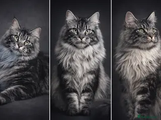 Maine Coon cats TICA/GCCF stud available + kittens available in Brighouse - Advert 23