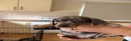 Dachshund dogs for sale: Dachshund puppies  - Advert 7