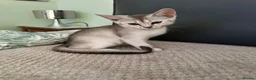 Abyssinian cats for sale: Silver Abyssinian kittens  - Advert 10