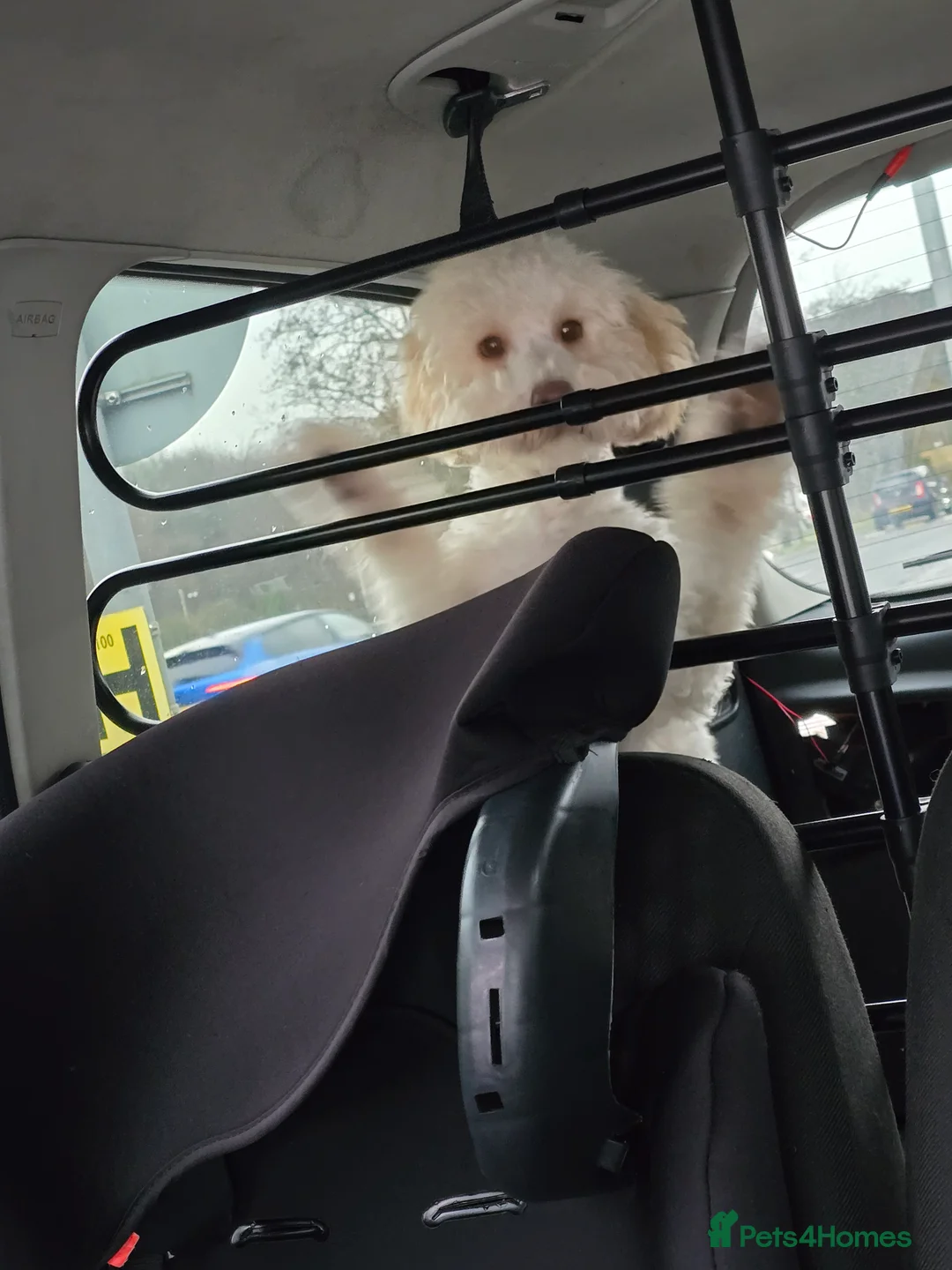 Cavapoo dogs for sale: Beautiful male cavapoo needs new home  - Advert 5