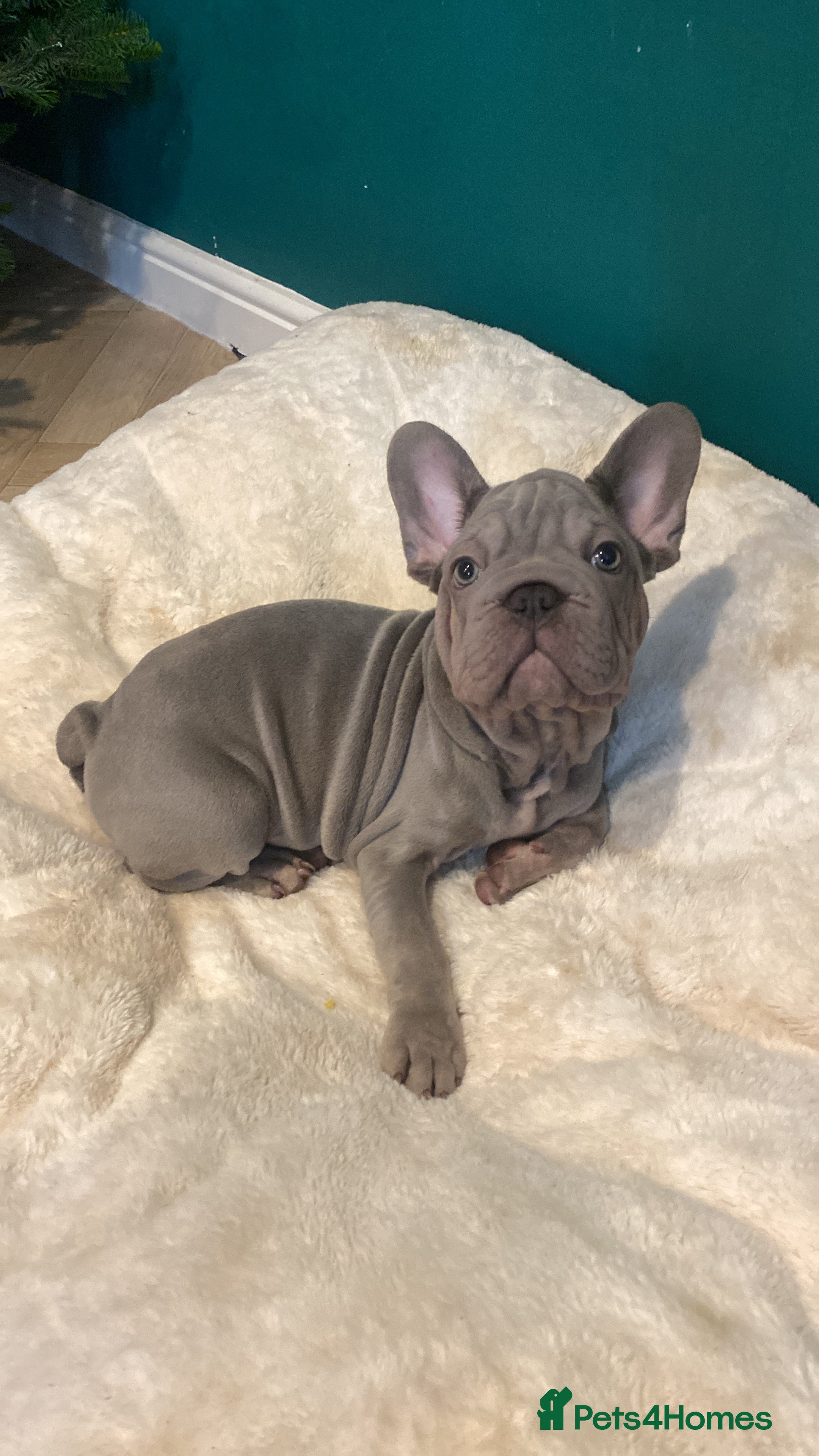 French Bulldog dogs male French bulldog puppy  - Advert 1