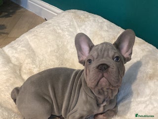 French Bulldog dogs male French bulldog puppy - Advert 1