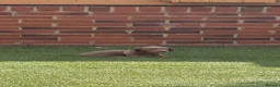 Miniature Dachshund dogs for sale: Miniature dachshunds  - Advert 14