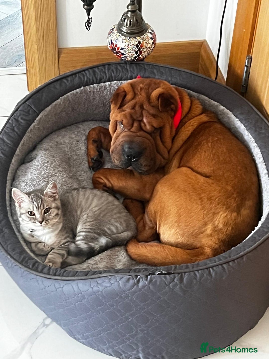 Shar Pei dogs for sale: Puppy Shar Pei - Image 3