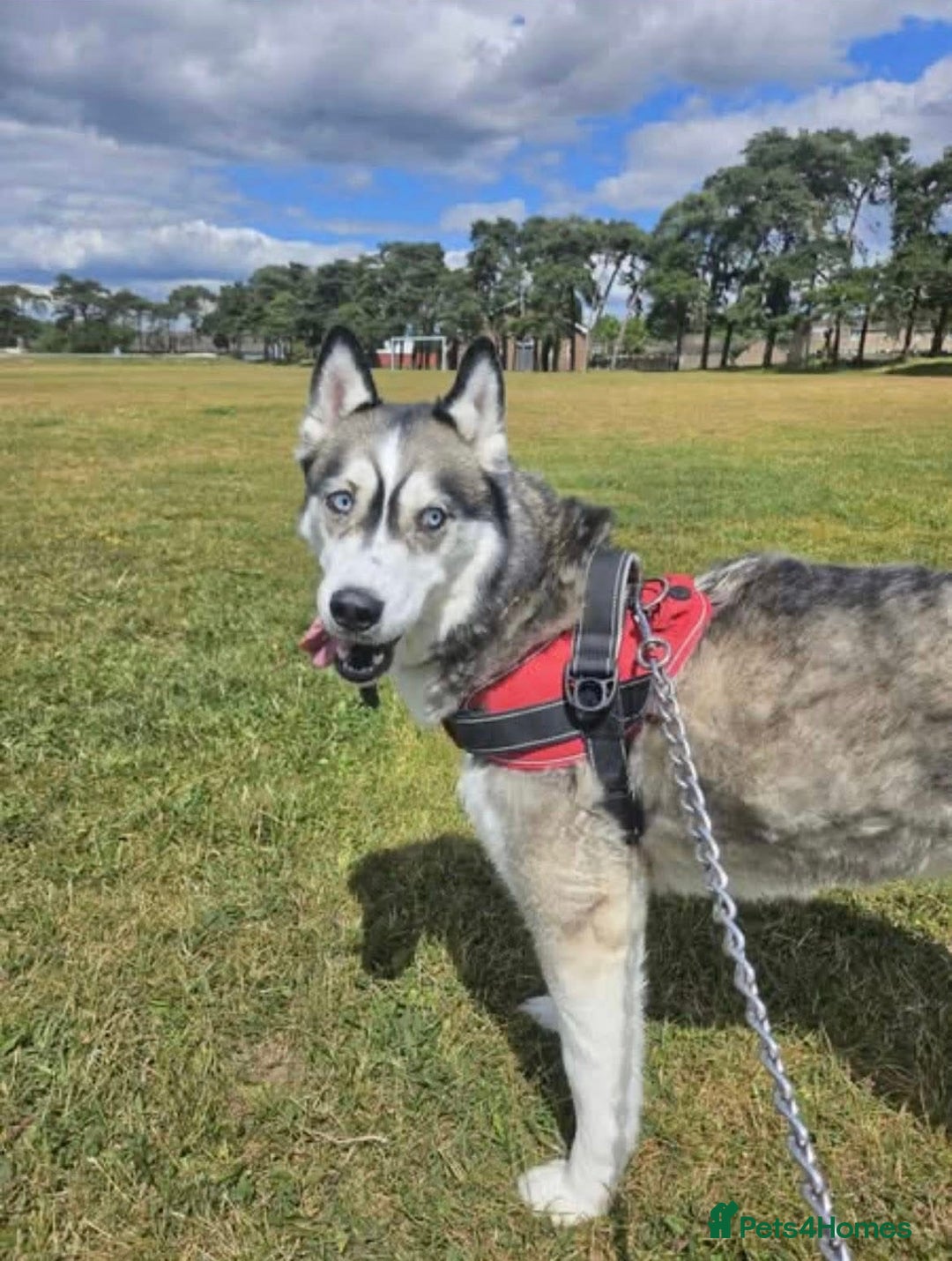 Siberian Husky dogs for sale: 5 year old husky - Image 4