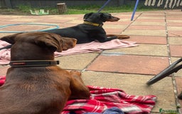 Dobermann dogs for sale: Doberman Puppies For Sale  - Image 15