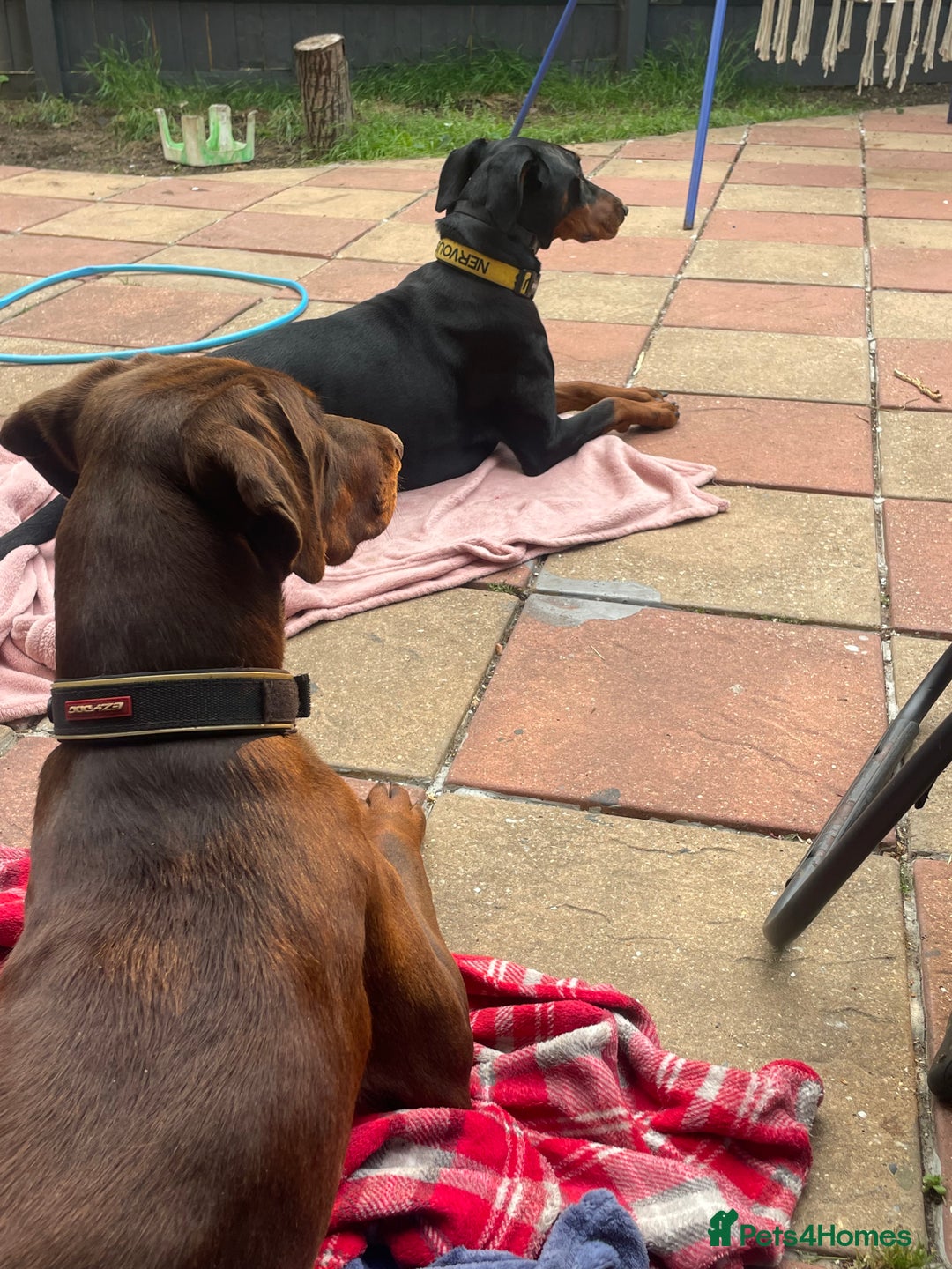 Dobermann dogs for sale: Doberman Puppies For Sale  - Image 15
