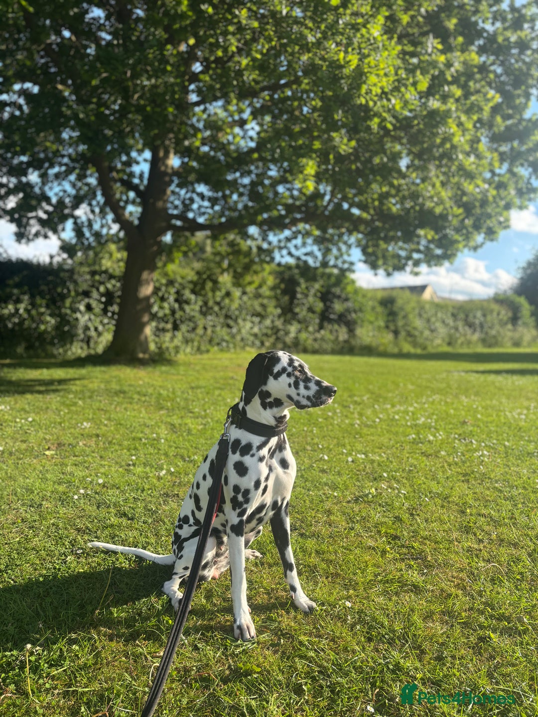 Dalmatian dogs for stud: Looking for Dalmatian stud! - Image 11