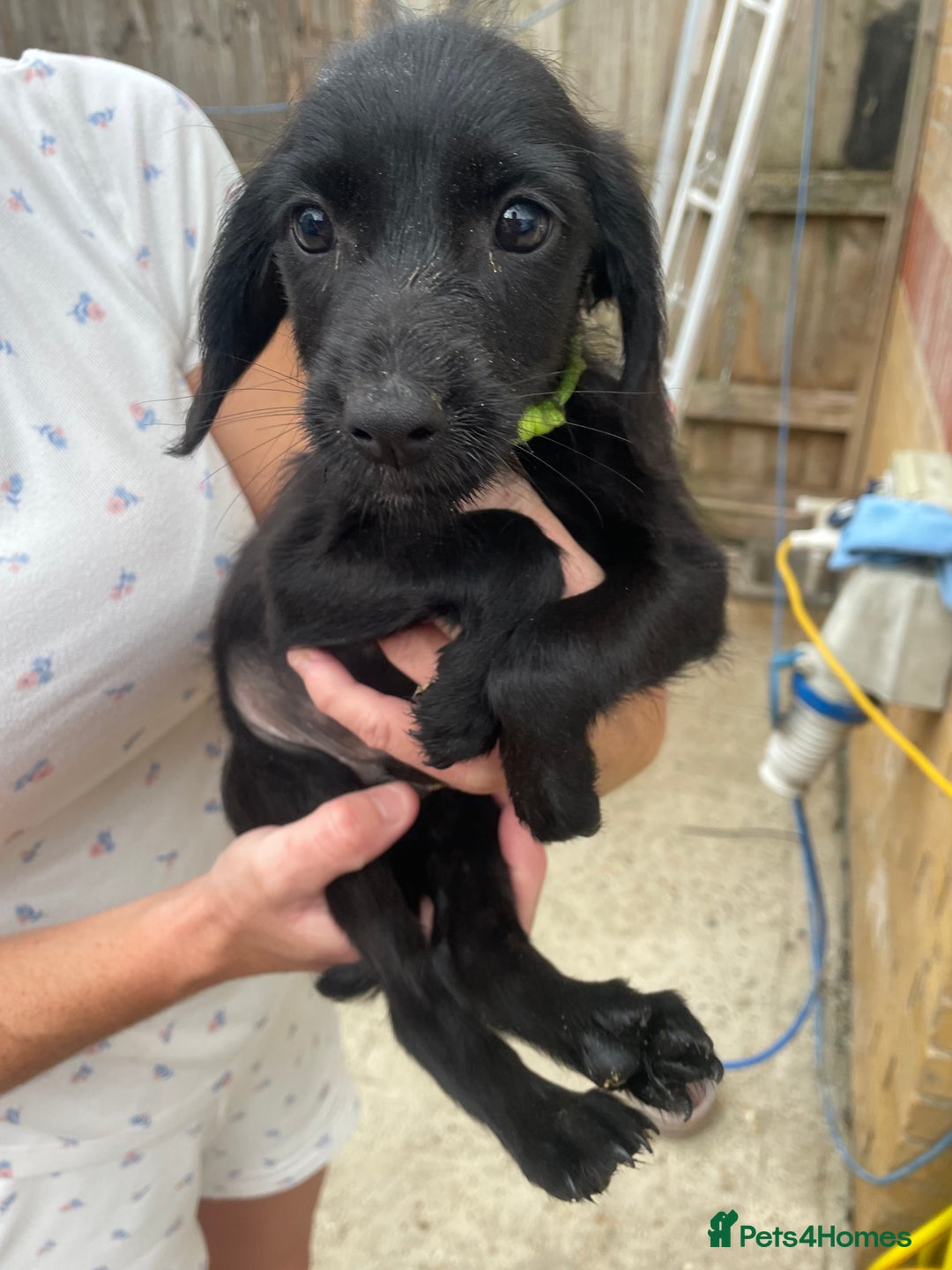 Mixed Breed dogs for sale: Cocker spaniel x lurcher ready to go now !!  - Image 3