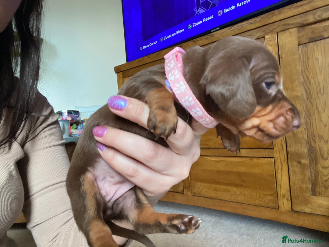 Miniature Dachshund dogs for sale: True Miniature Dachshunds KC Reg - Advert 12