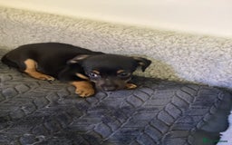 Jack Russell dogs for sale: Jack Russell puppies  - Image 12