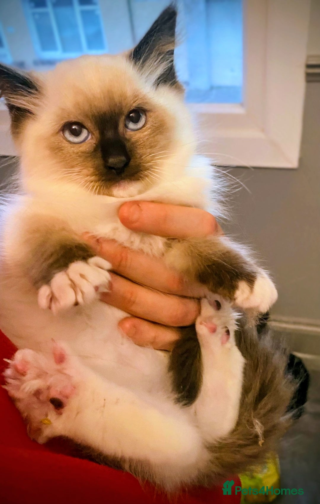 Ragdoll cats for sale: Pedigree Ragdolls for sale £495 - Image 2