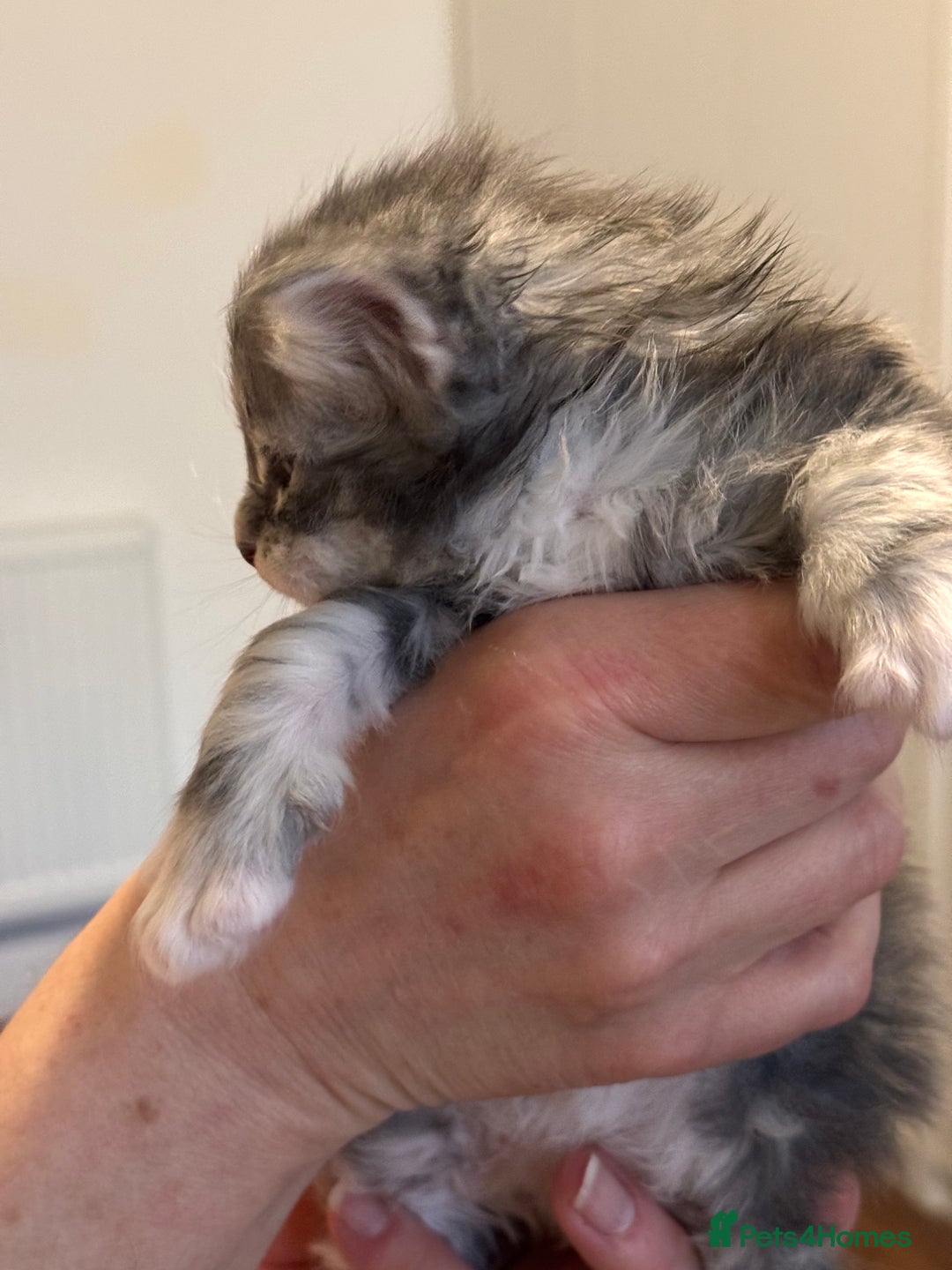 Maine Coon cats for sale: Gorgeous Shaded Line Maine Coon Kittens - Advert 3
