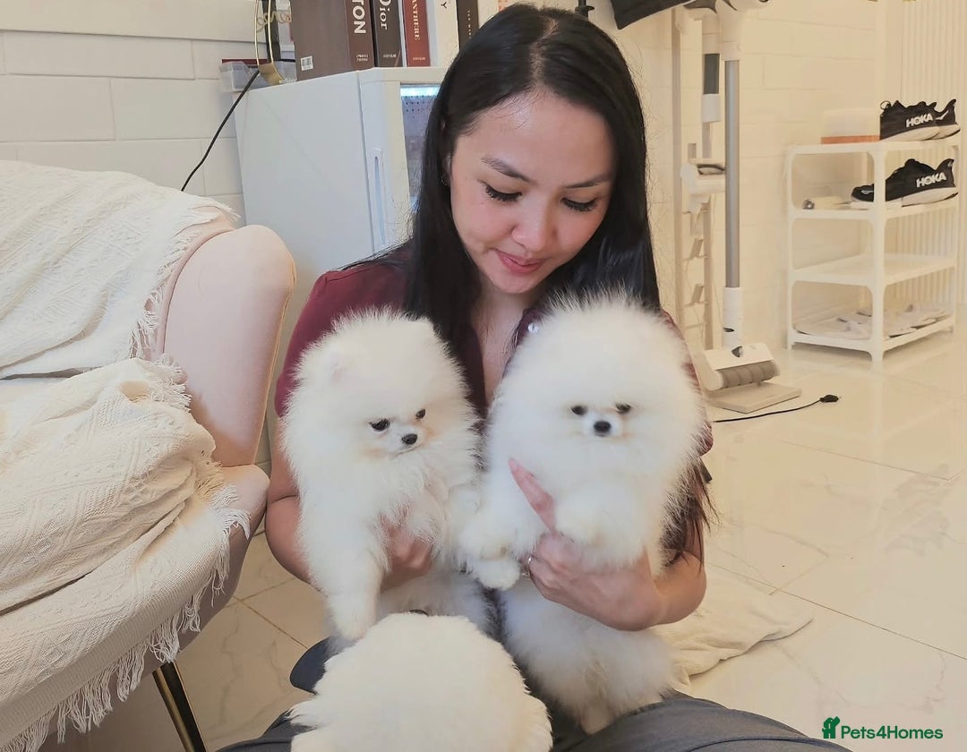Pomeranian dogs for sale: 12 week old teddy bear Pomeranian white beautiful! - Advert 8