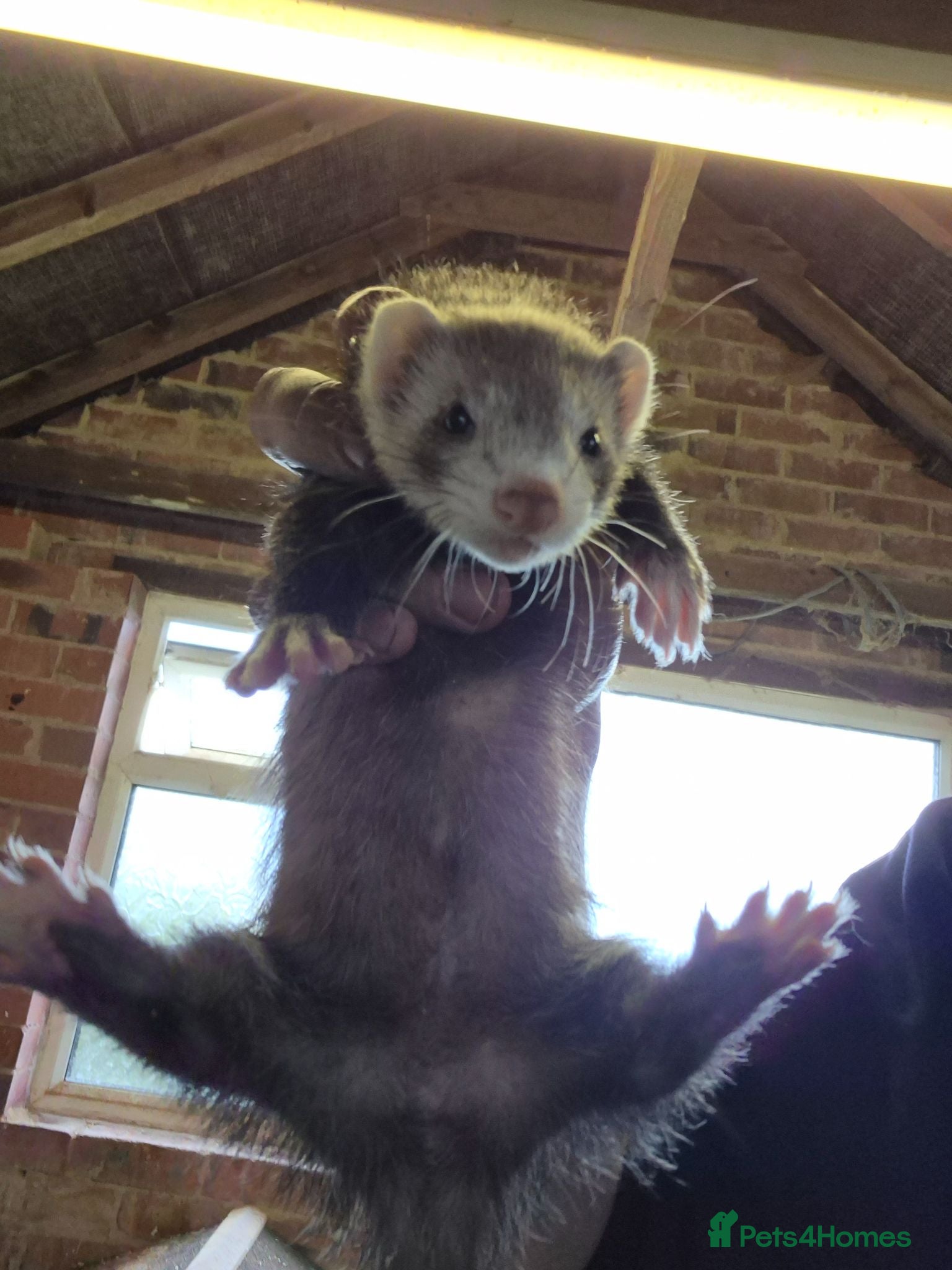 Ferret rodents Ferret kits 3 silver and white jills - Advert 2
