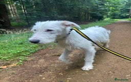 Mixed Breed dogs for adoption: Peter - Norwich Norfolk  - Image 1