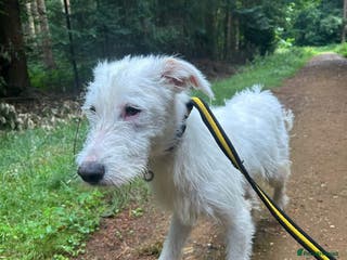 Mixed Breed dogs Peter - Norwich Norfolk - Advert 22