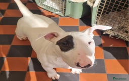 Bull Terrier dogs for sale: Bullterrier pup  - Image 1
