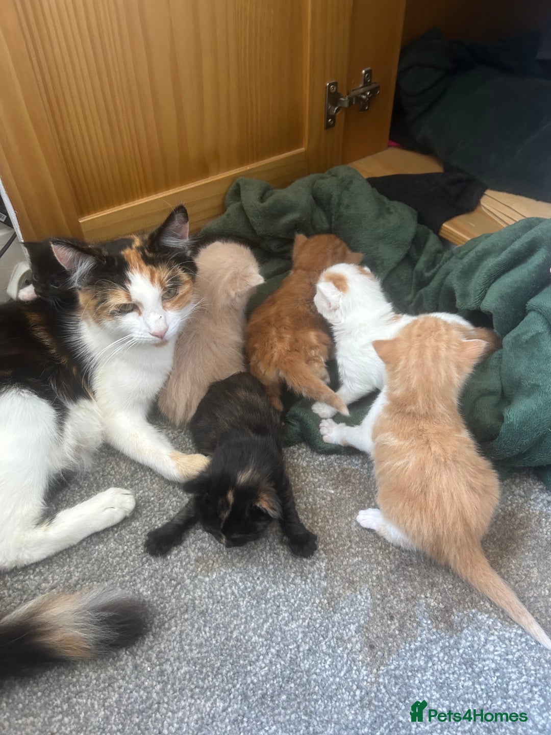 Domestic Shorthair cats for sale: Beautiful kittens ❤️❤️ - Image 13
