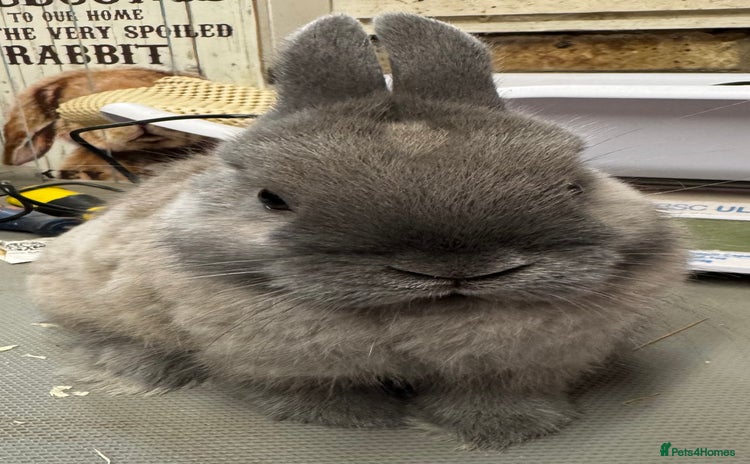 Netherland Dwarf rabbits - Advert 10