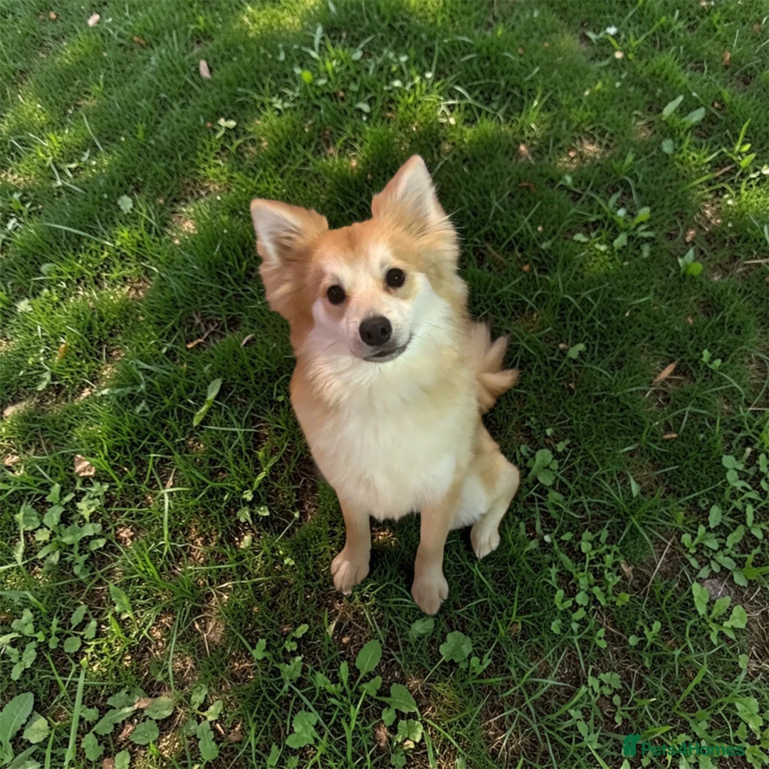 Pomeranian dogs for stud: Pomeranian for STUD  - Advert 2