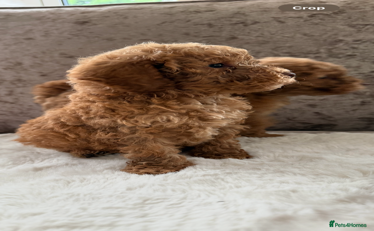 Cockapoo dogs - Advert 13