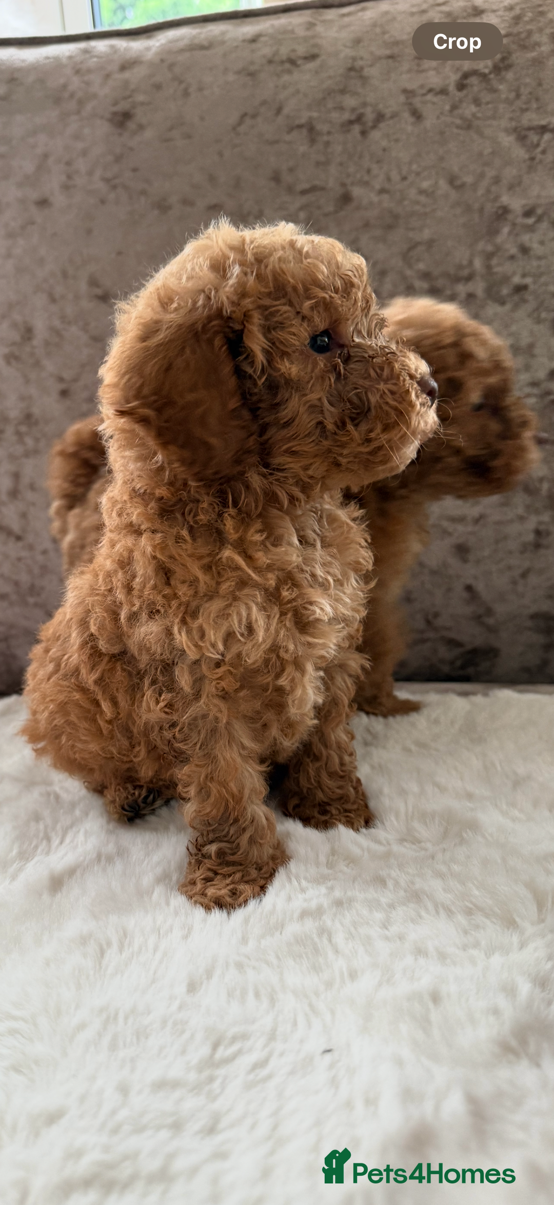 Cockapoo dogs for sale: F1bb petite cockerpoos  - Image 1