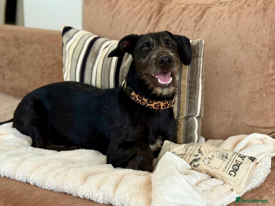 Mixed Breed dogs for adoption: Funny Little Fritz - Image 9