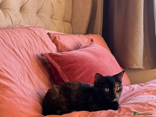 Mixed Breed cats Mixed, tortoise shell, ragdoll kittens - Advert 17