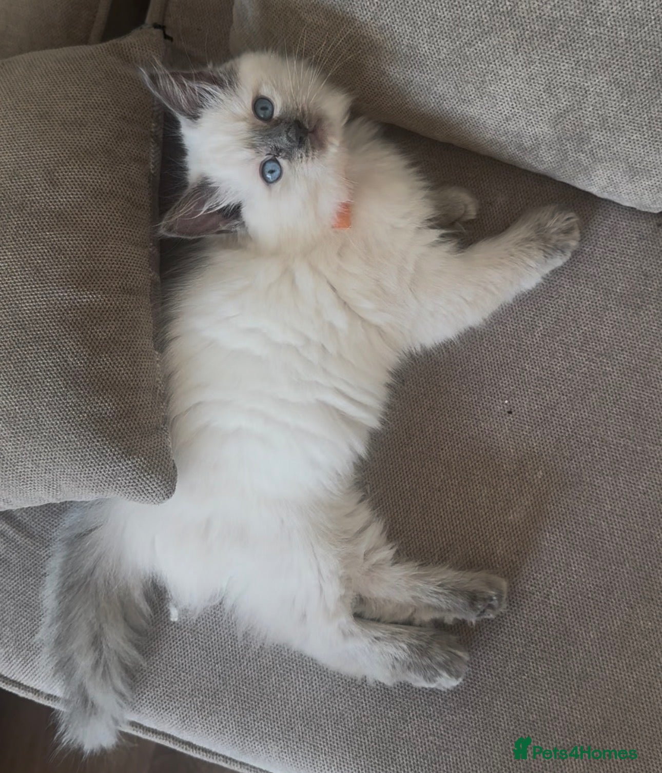 Ragdoll cats GCCF champion ragdoll kittens 2 girls 1 boy  - Advert 2