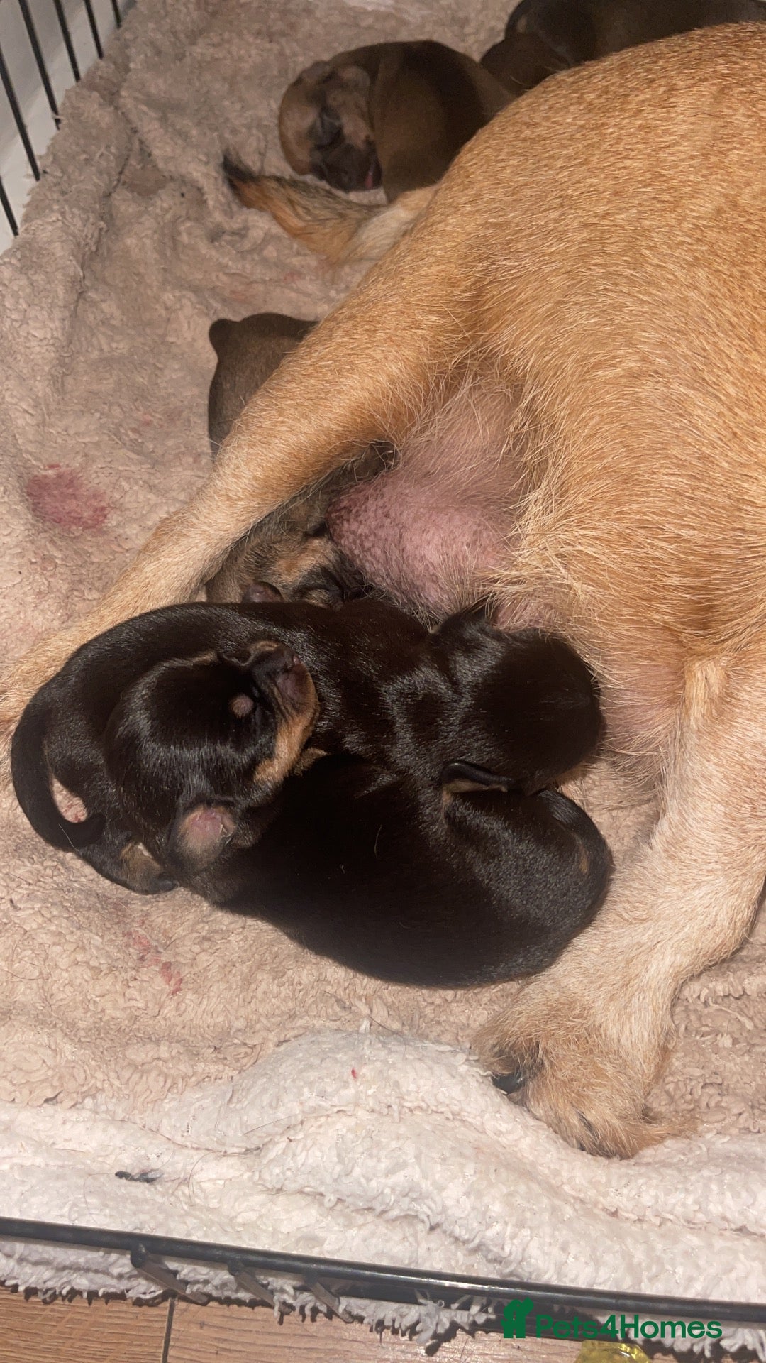 Mixed Breed dogs Pups for sale - Advert 19