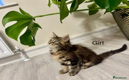 Maine Coon cats for sale: Pedigree Maine Coon kittens - Image 5
