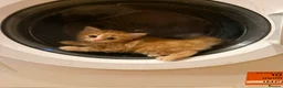 Maine Coon cats for sale: 1/2 Maine coon kittens ❤️ - Advert 12