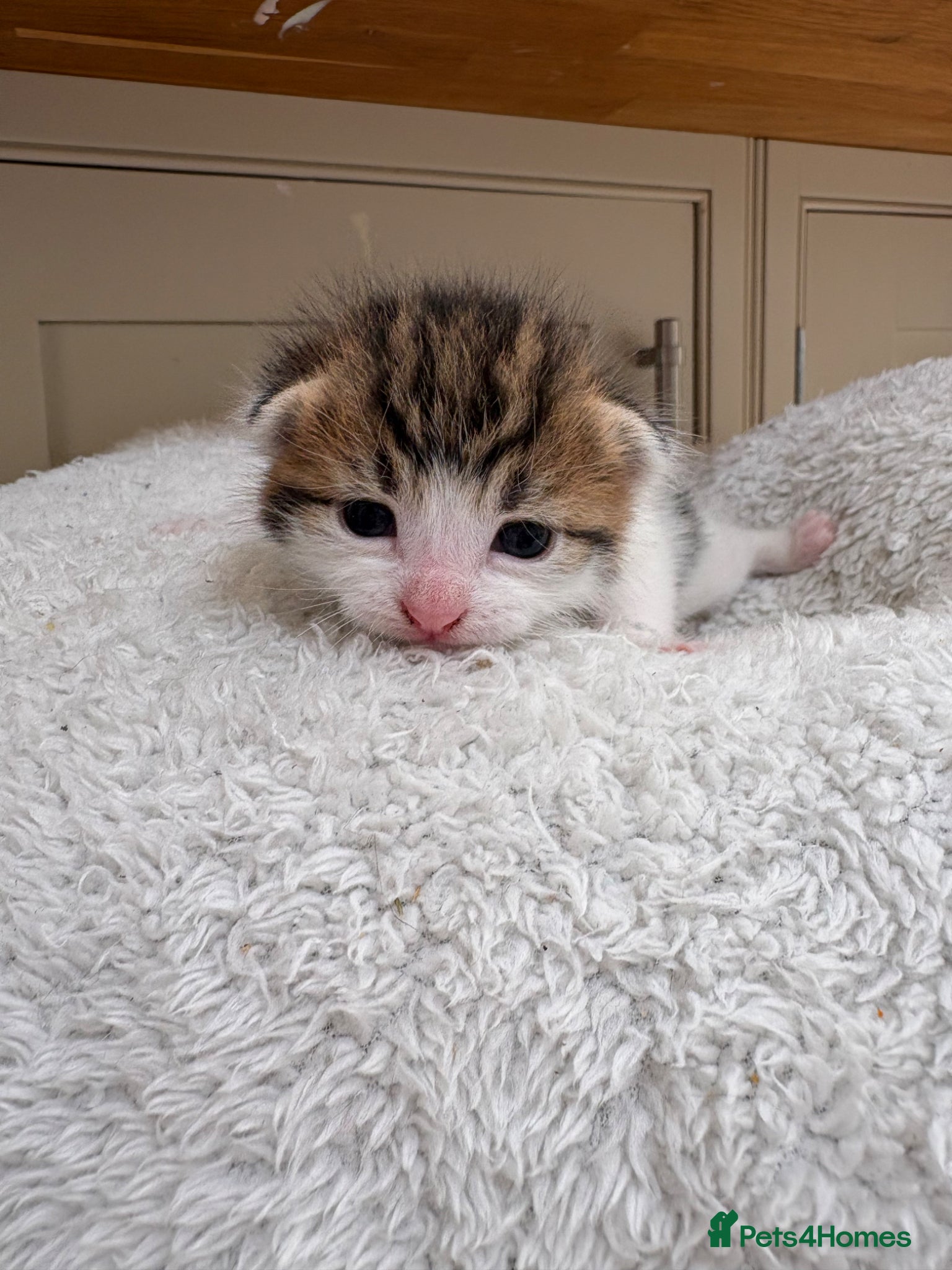 Mixed Breed cats Beautiful kittens - Advert 13