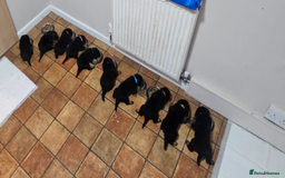 Rottweiler dogs for sale: Rottweiler puppies  - Image 20