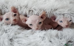 Sphynx cats for sale: Purebred Sphinx available.  - Image 12
