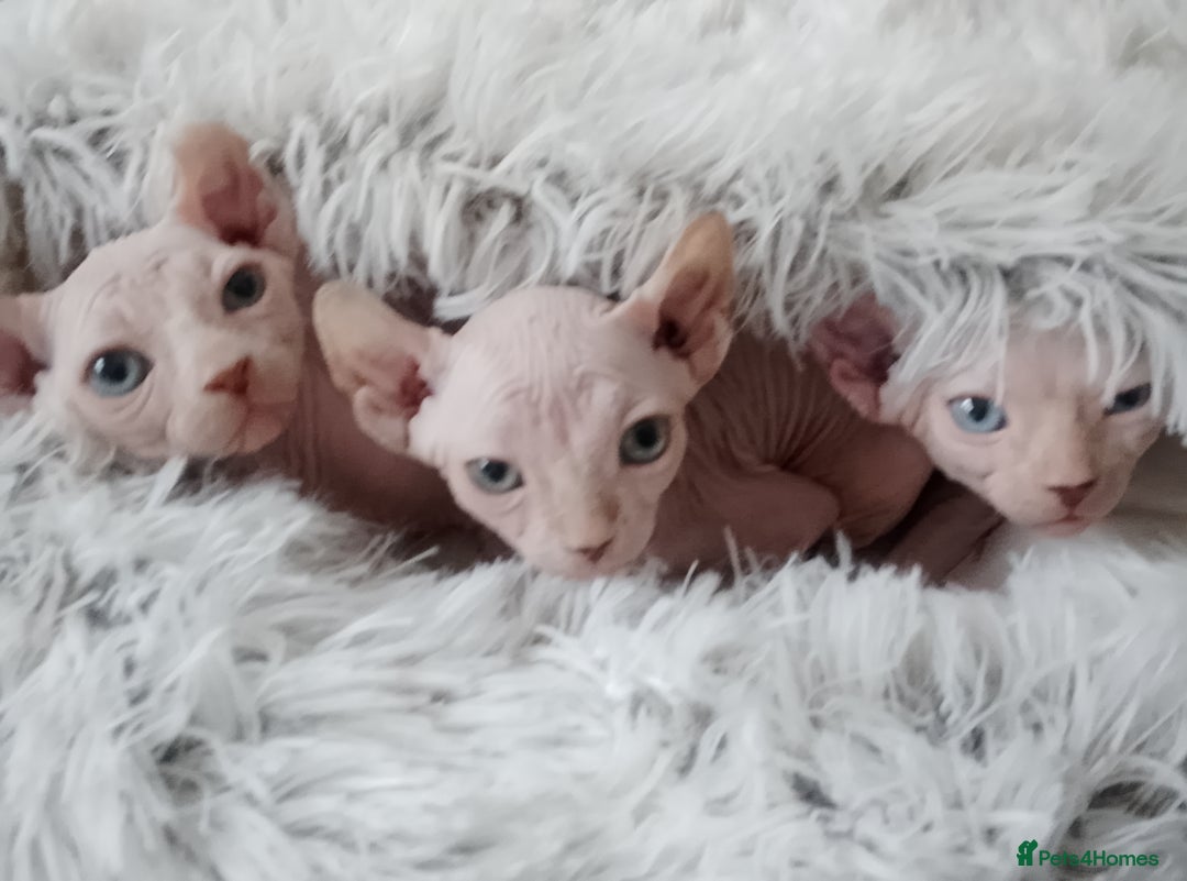Sphynx cats for sale: Purebred Sphinx available.  - Image 12