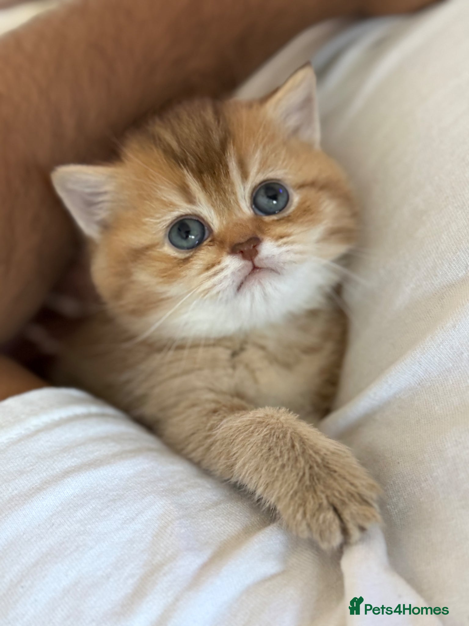 British Shorthair cats 🧸Only 1 Left 🧸Luxury Champion line Golden BSH🌟 - Advert 1